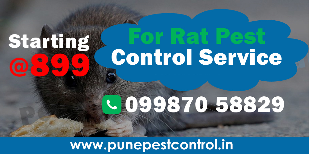 Rat Pest Control